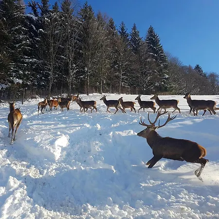 Отель Berggasthof Zottensberg Edlbach