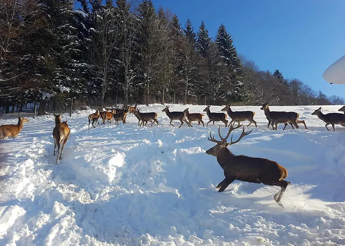 Hotel Berggasthof Zottensberg Edlbach